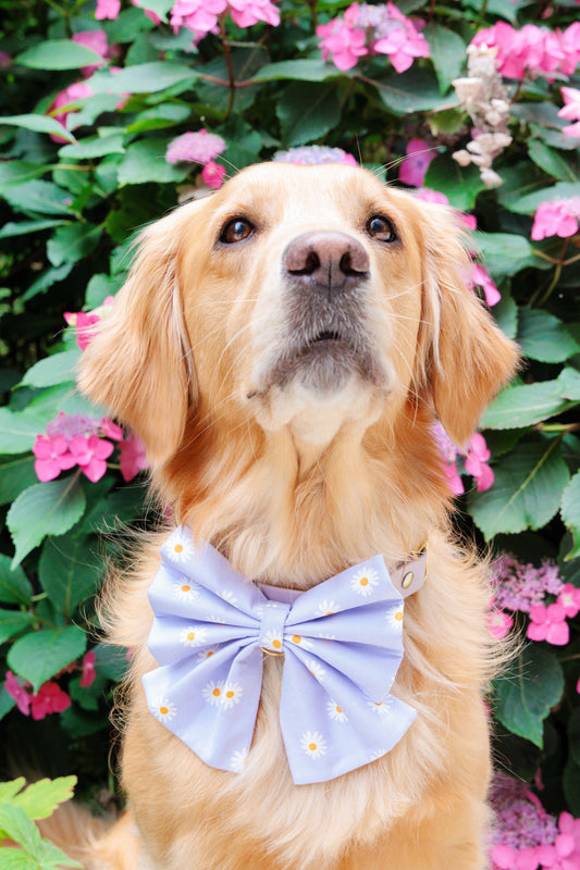 Daisy Bowtie