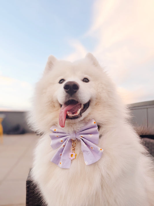 Daisy Bowtie