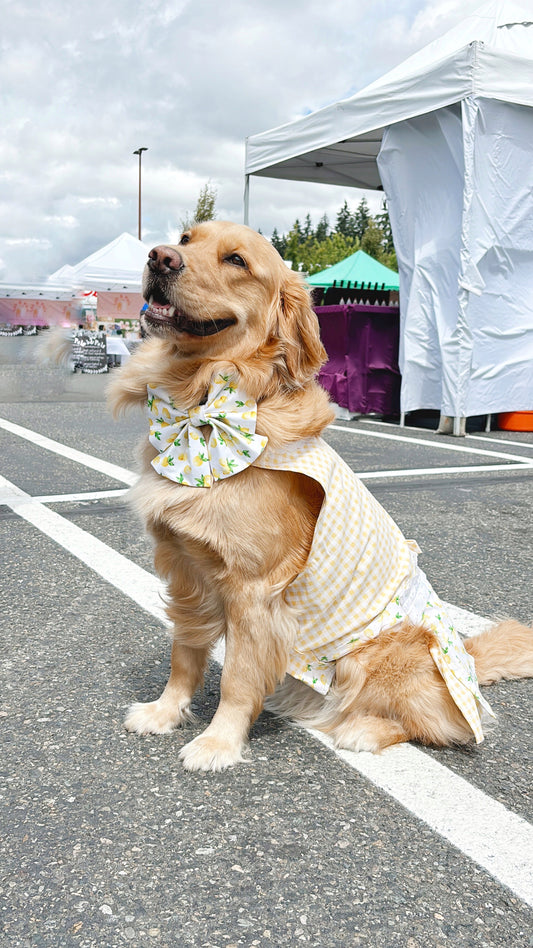 Lemon Bowtie