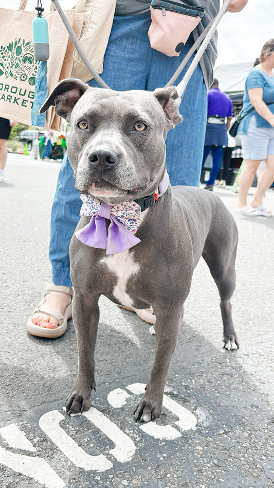 Bella Bowtie