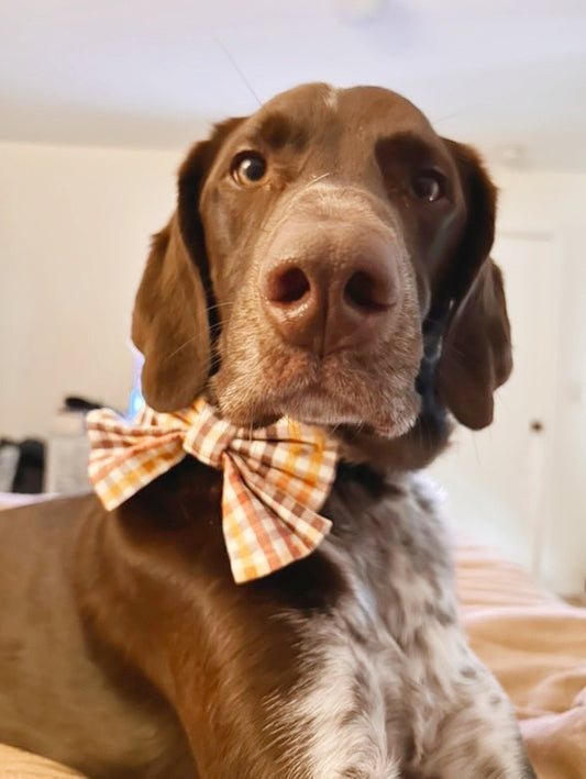 Harvest Bowtie