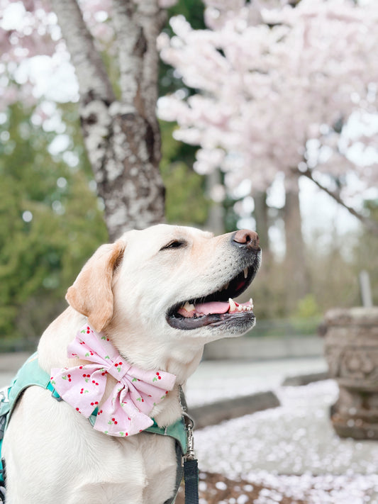 Cherry Bowtie