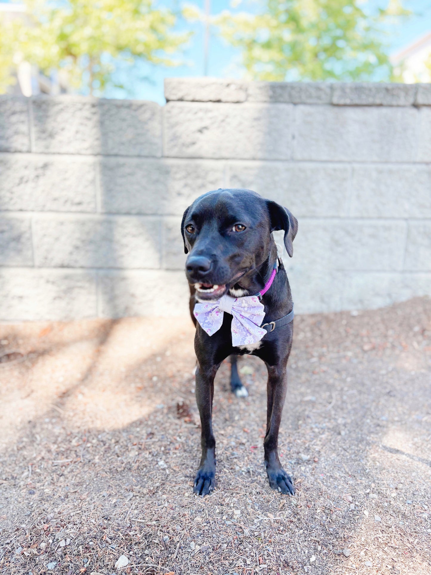 Lilac Bowtie