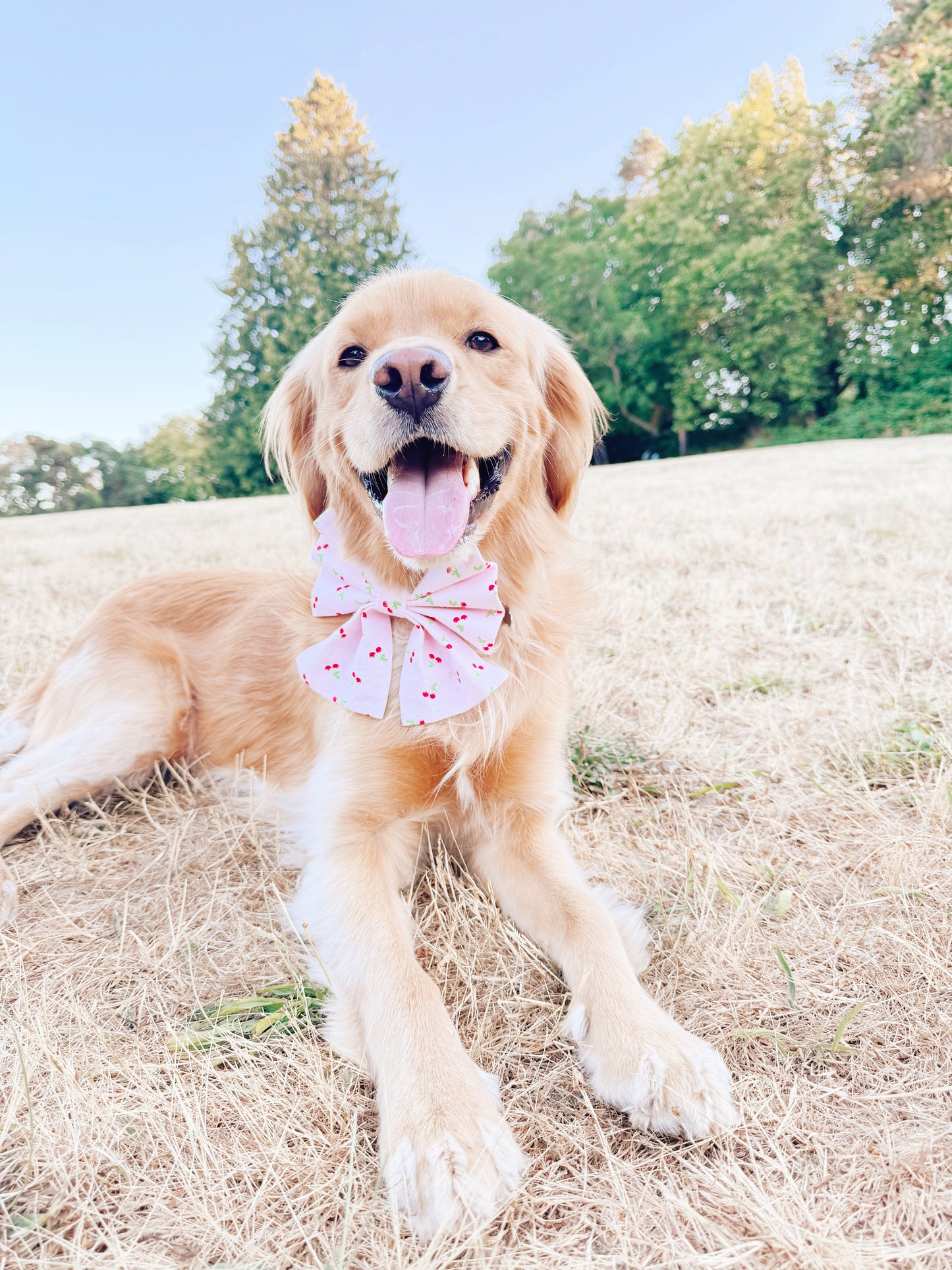 Cherry Bowtie