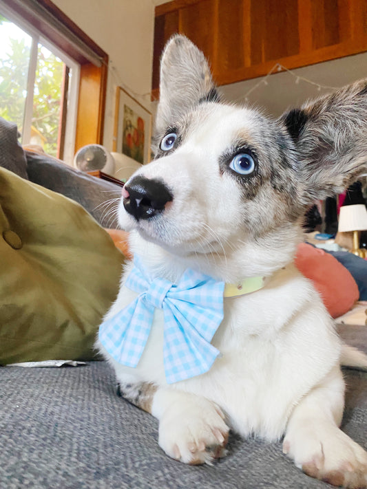 Blue's Bowtie