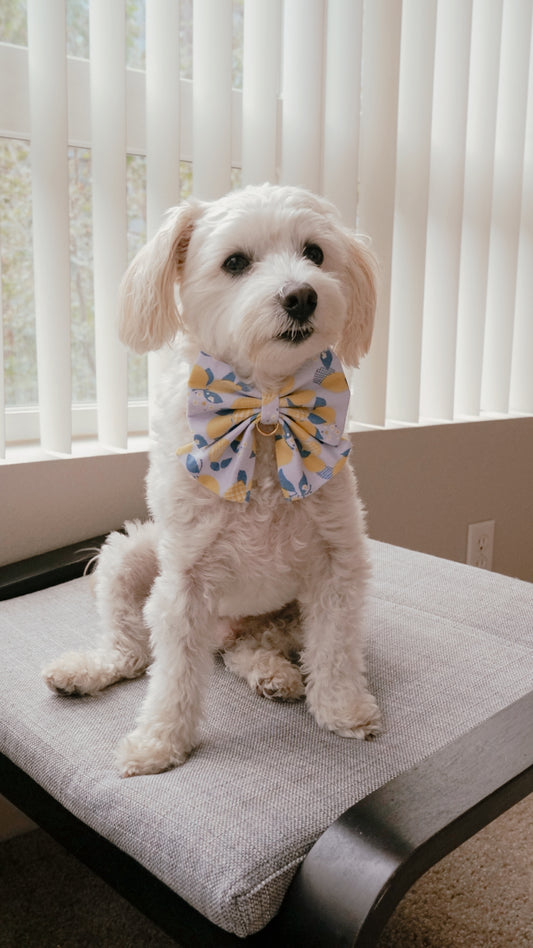 Lemon Bowtie