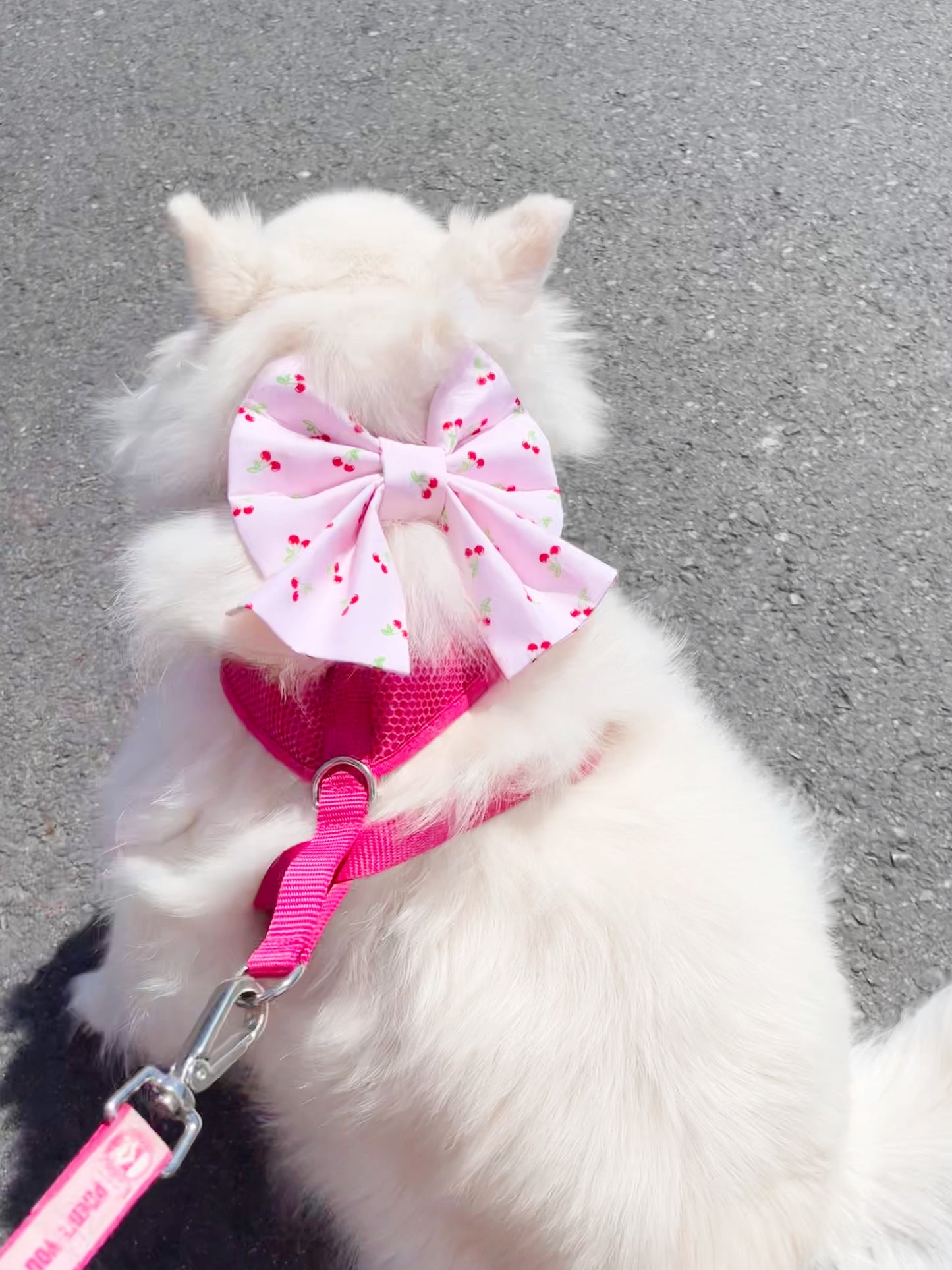 Cherry Bowtie