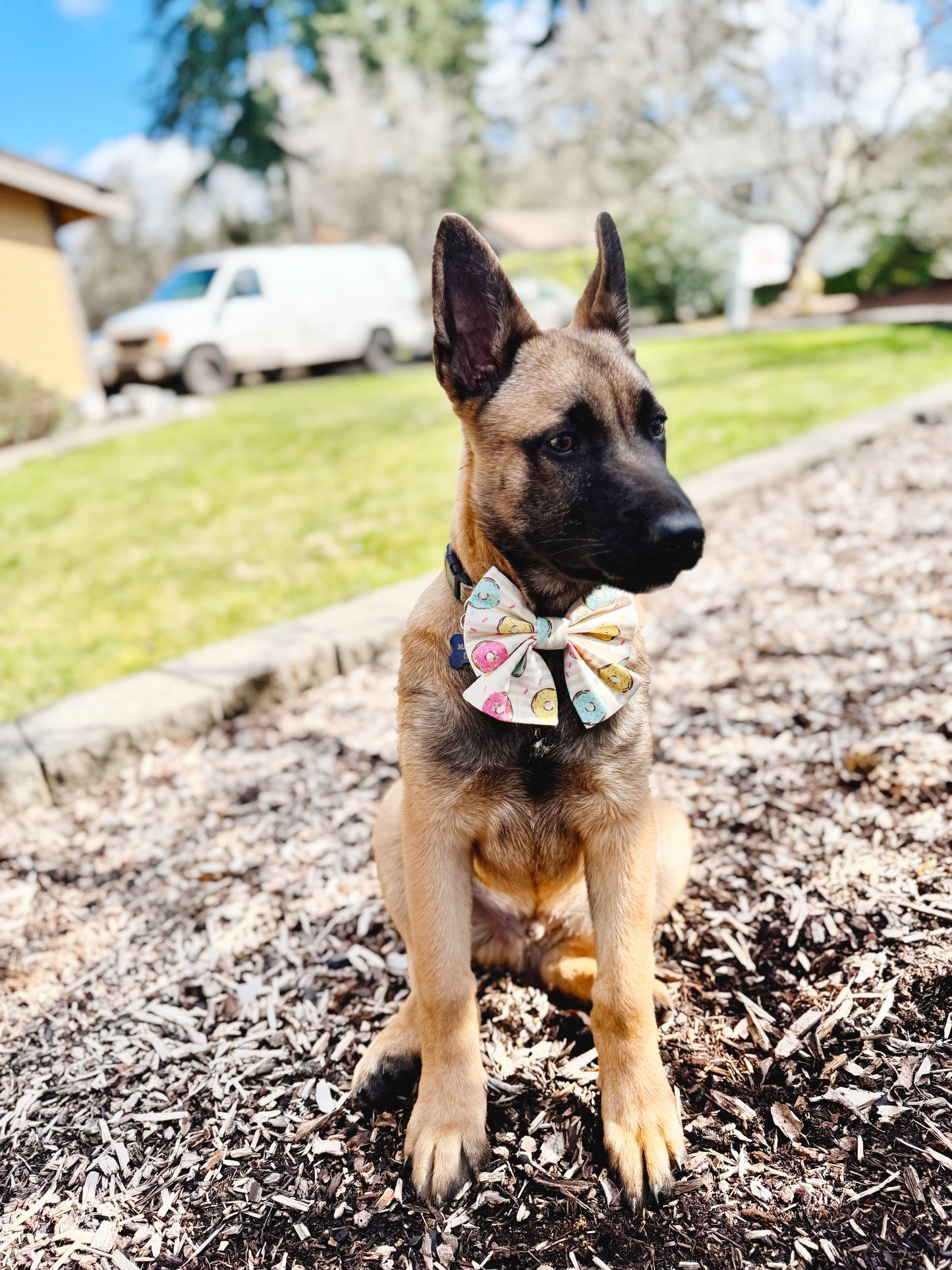 Donuts Bowtie