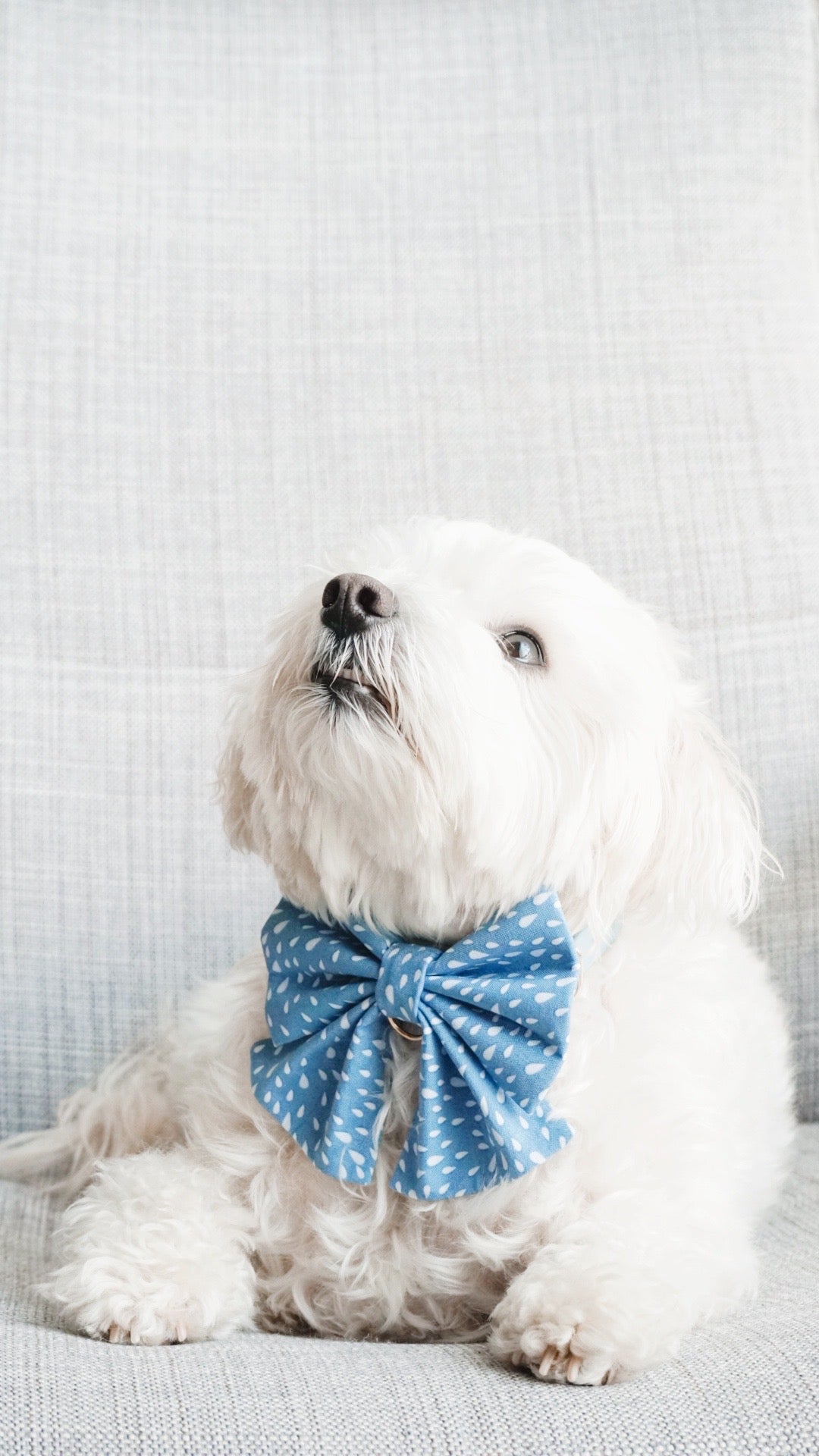 Dew Drop Bowtie