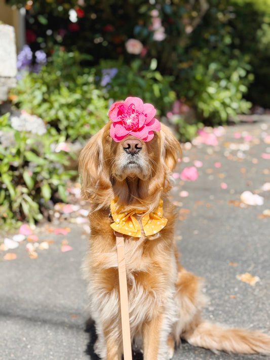 Golden Bowtie