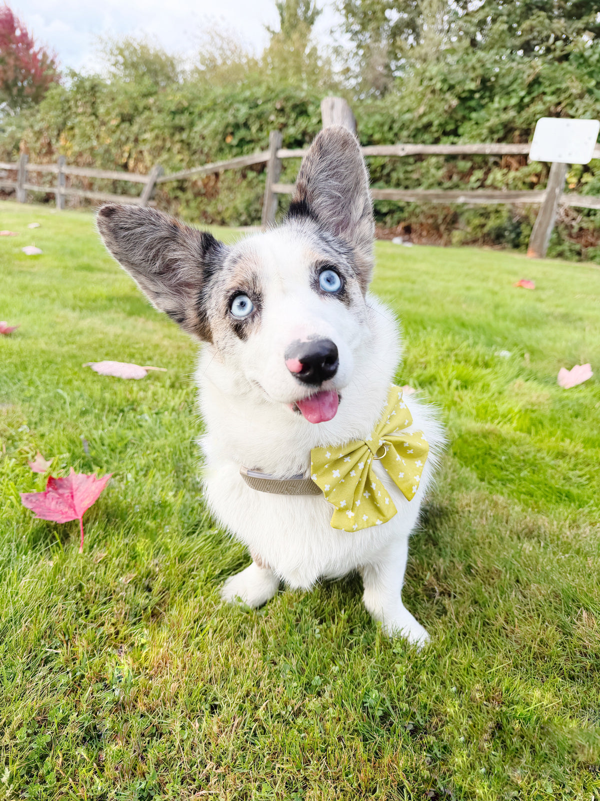 Fern Bowtie