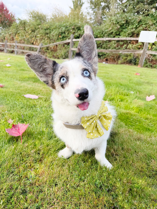 Fern Bowtie