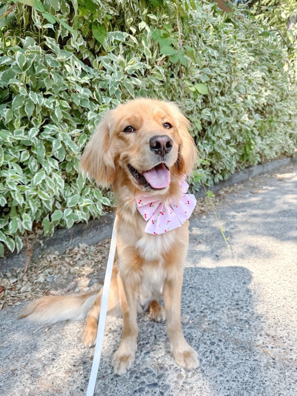 Cherry Bowtie