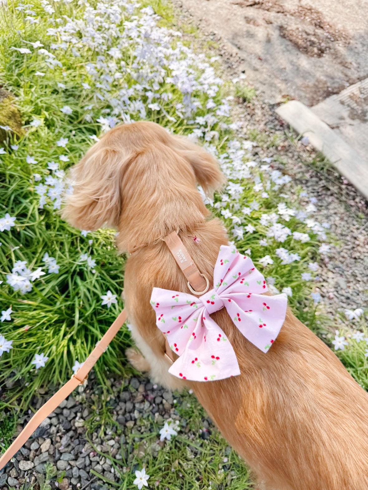 Cherry Bowtie