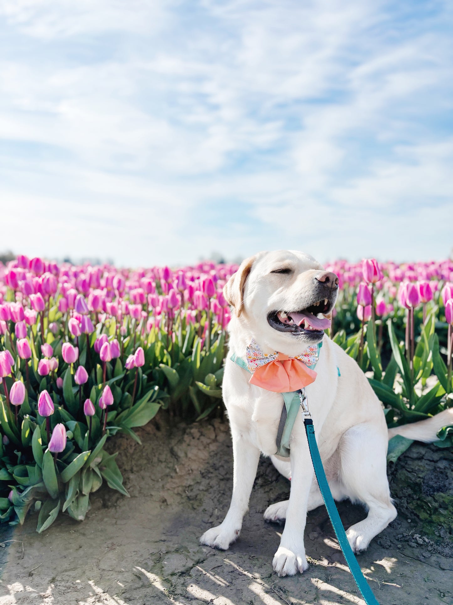 Marigold Bowtie
