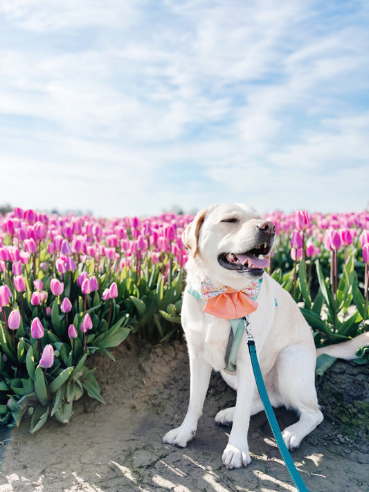 Marigold Bowtie