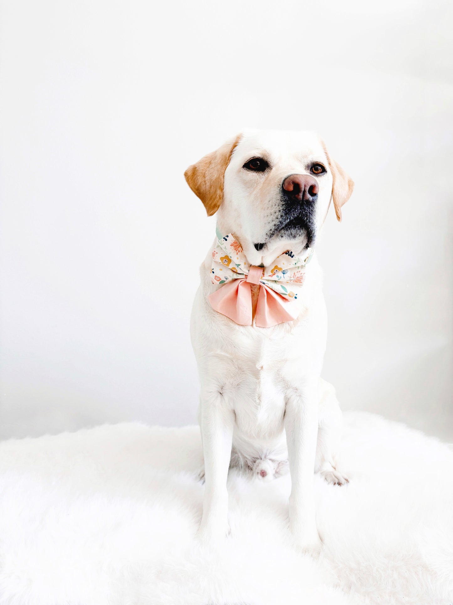 Dahlia Bowtie