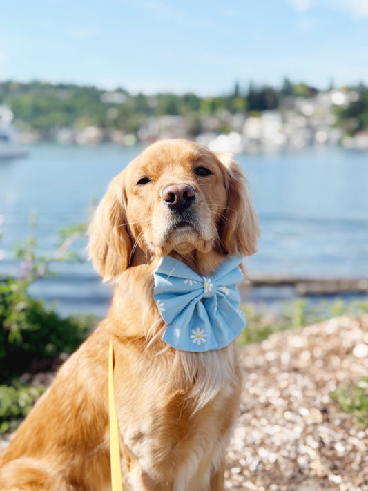 Caspian Bowtie