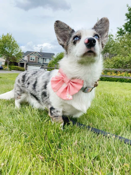 Coral Bowtie