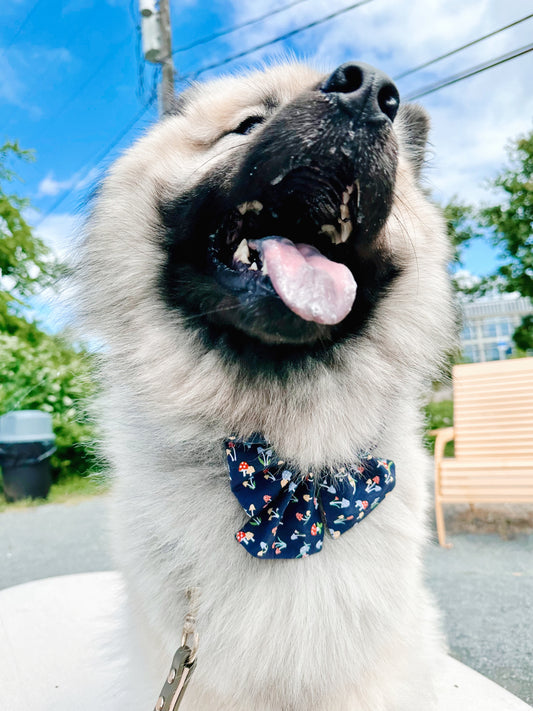Chester Bowtie