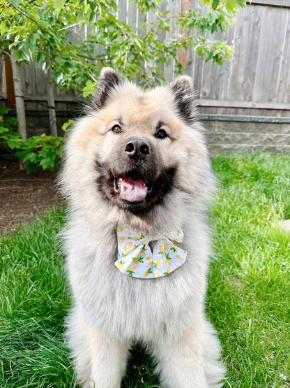 Lemon Bowtie