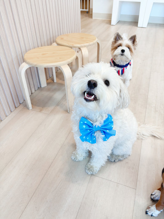 Blue Stars Bowtie