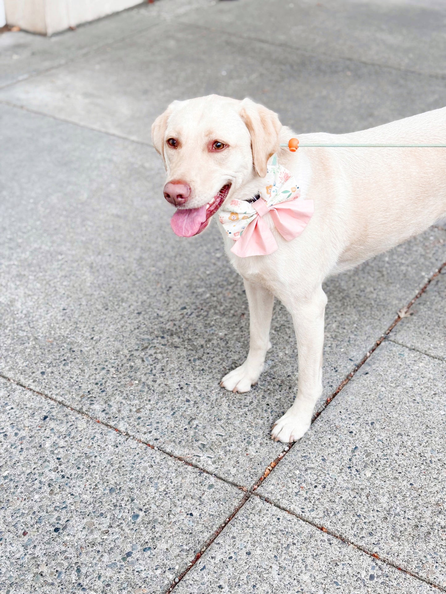 Dahlia Bowtie