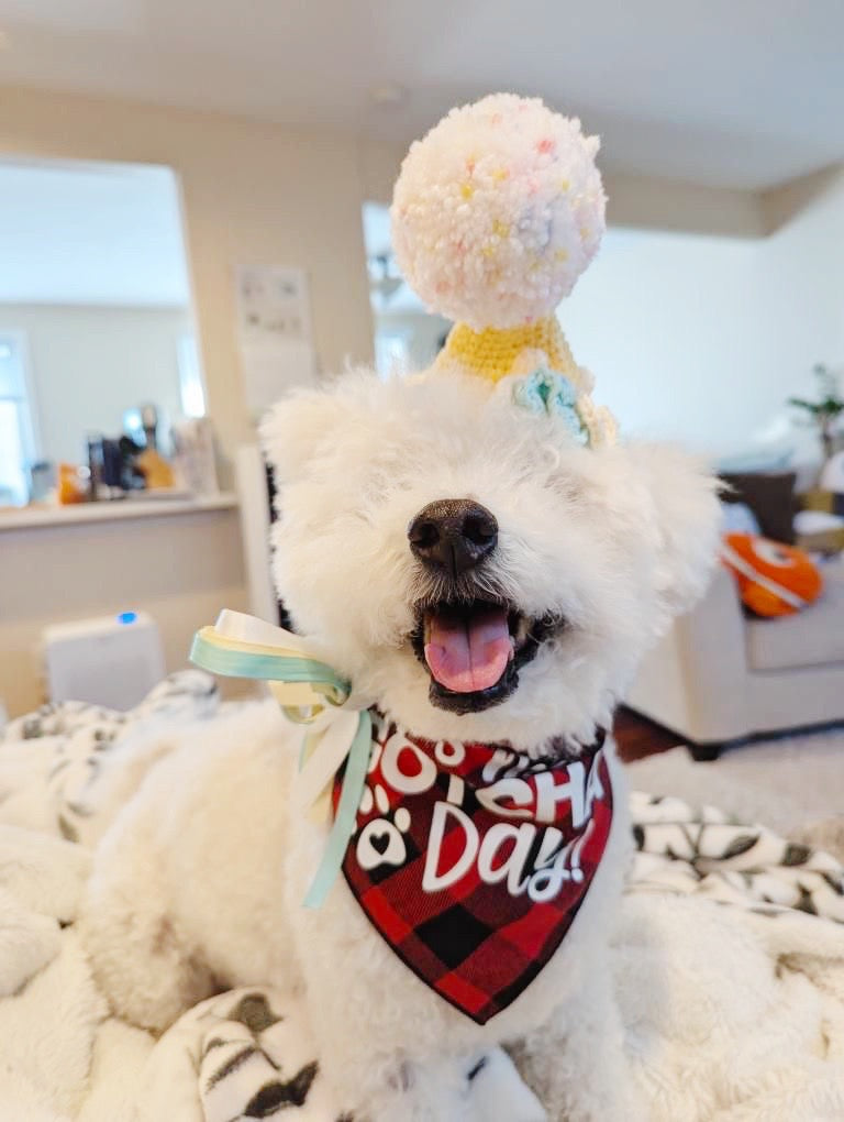 Yellow & Teal Pawty Hat