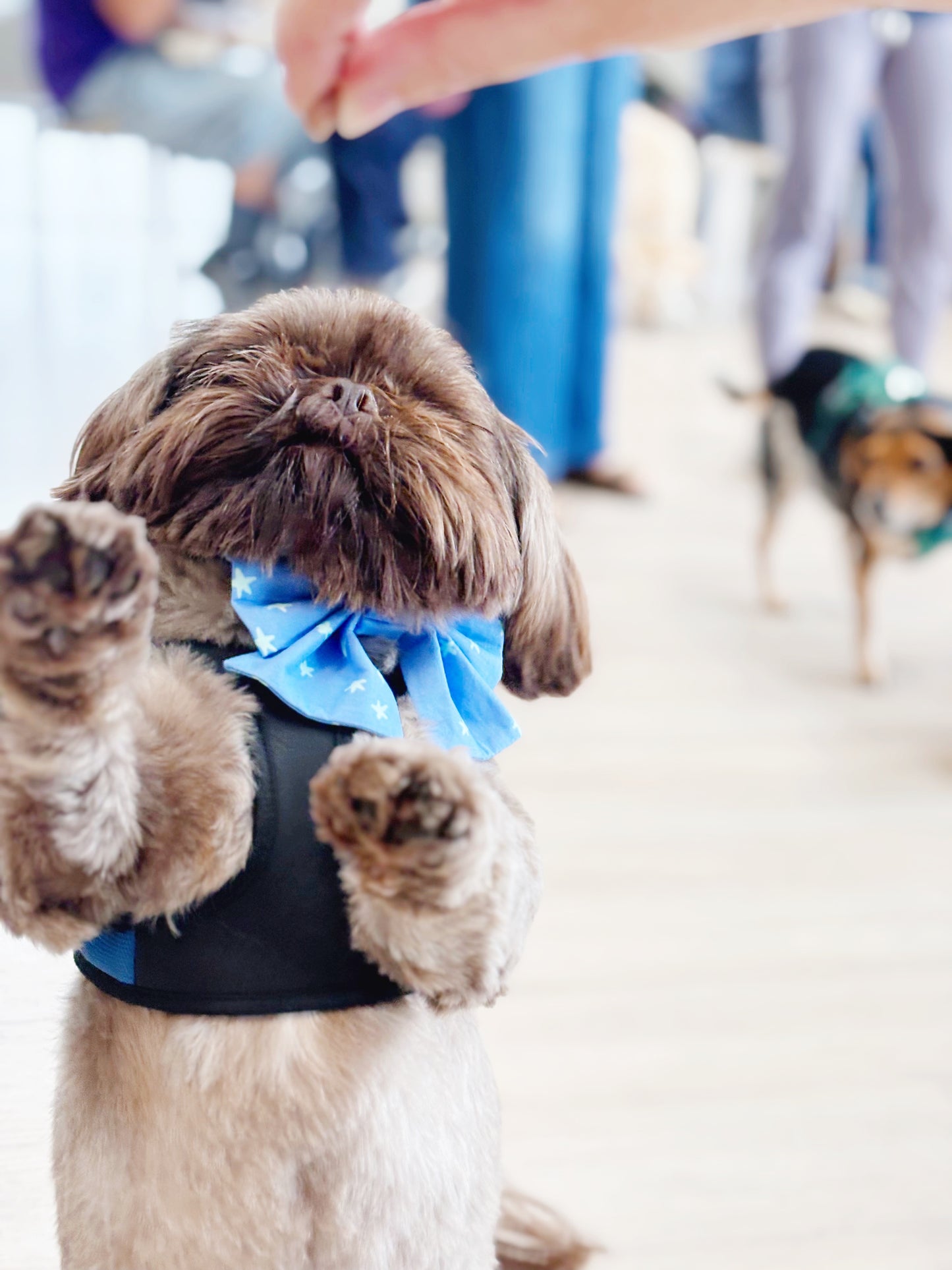 Blue Stars Bowtie