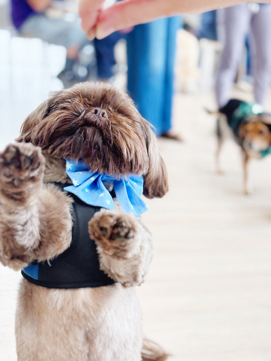 Blue Stars Bowtie
