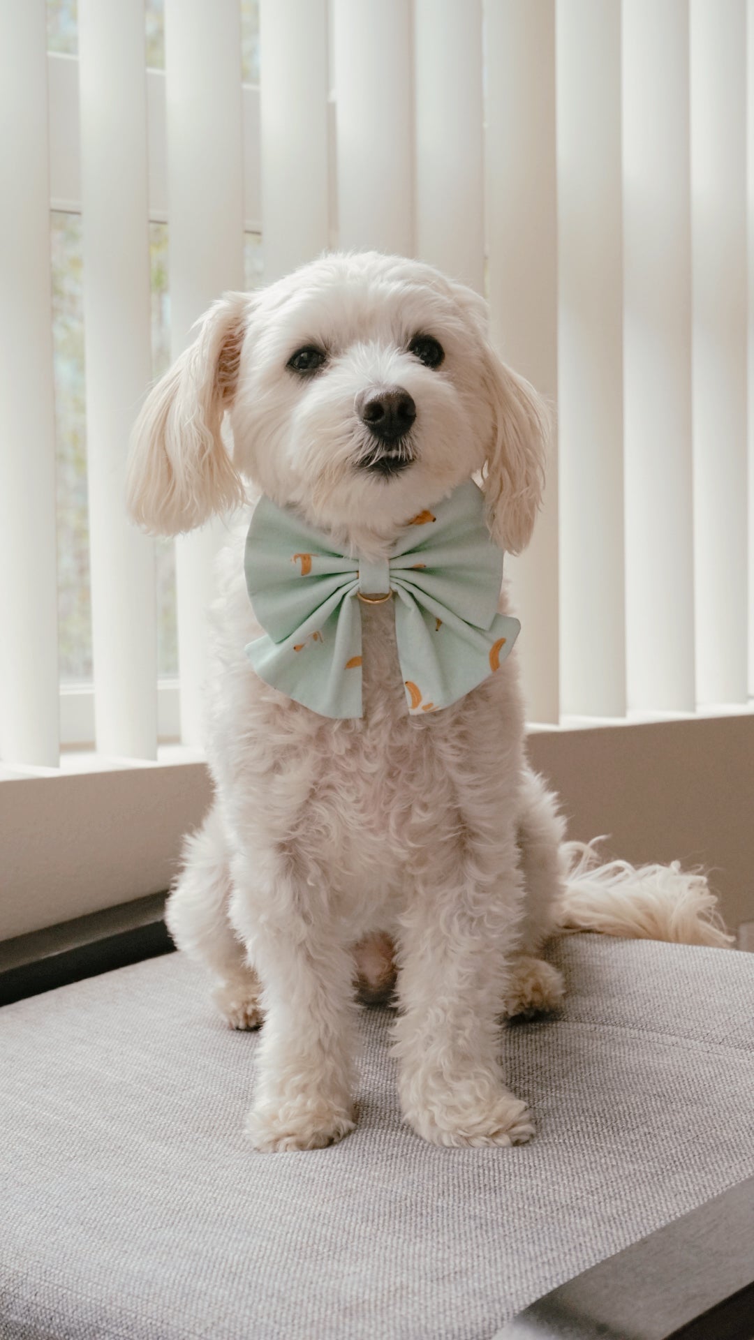 Banana Bowtie