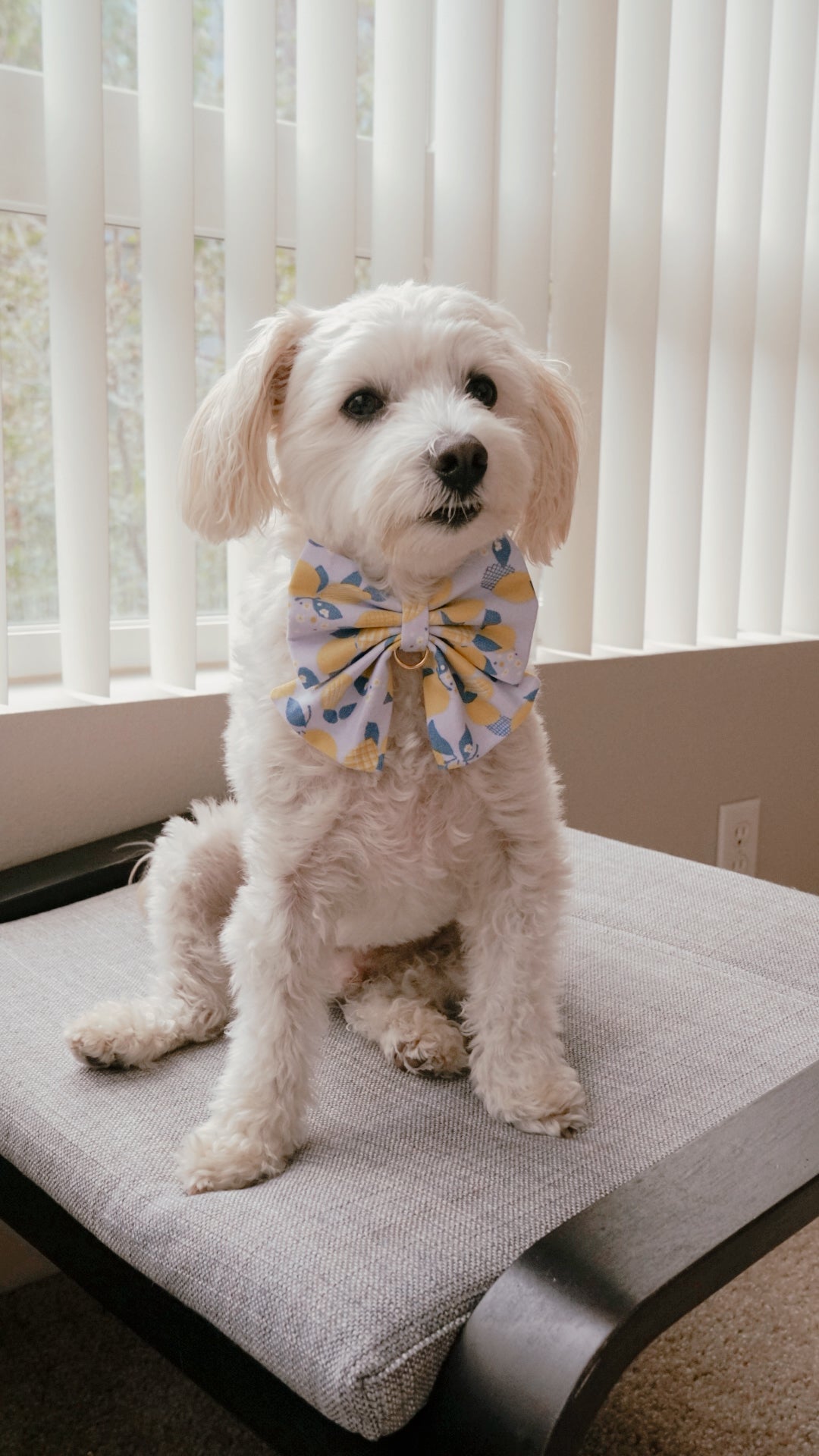 Lemon Bowtie