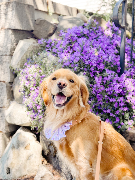 Lilac Bowtie