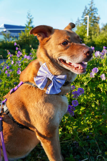 Daisy Bowtie