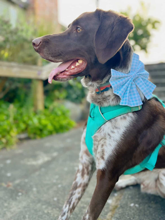 Blue's Bowtie